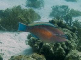 Princess Parrotfish IMG 5580